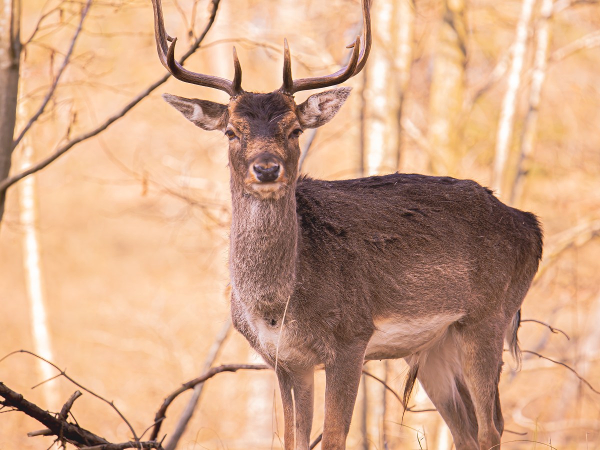 Uitje in eigen land: Amsterdamse Waterleidingduinen